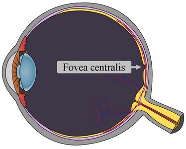 Abbildung 6 Querschnitt des menschlichen Auges (Jäger 2013)