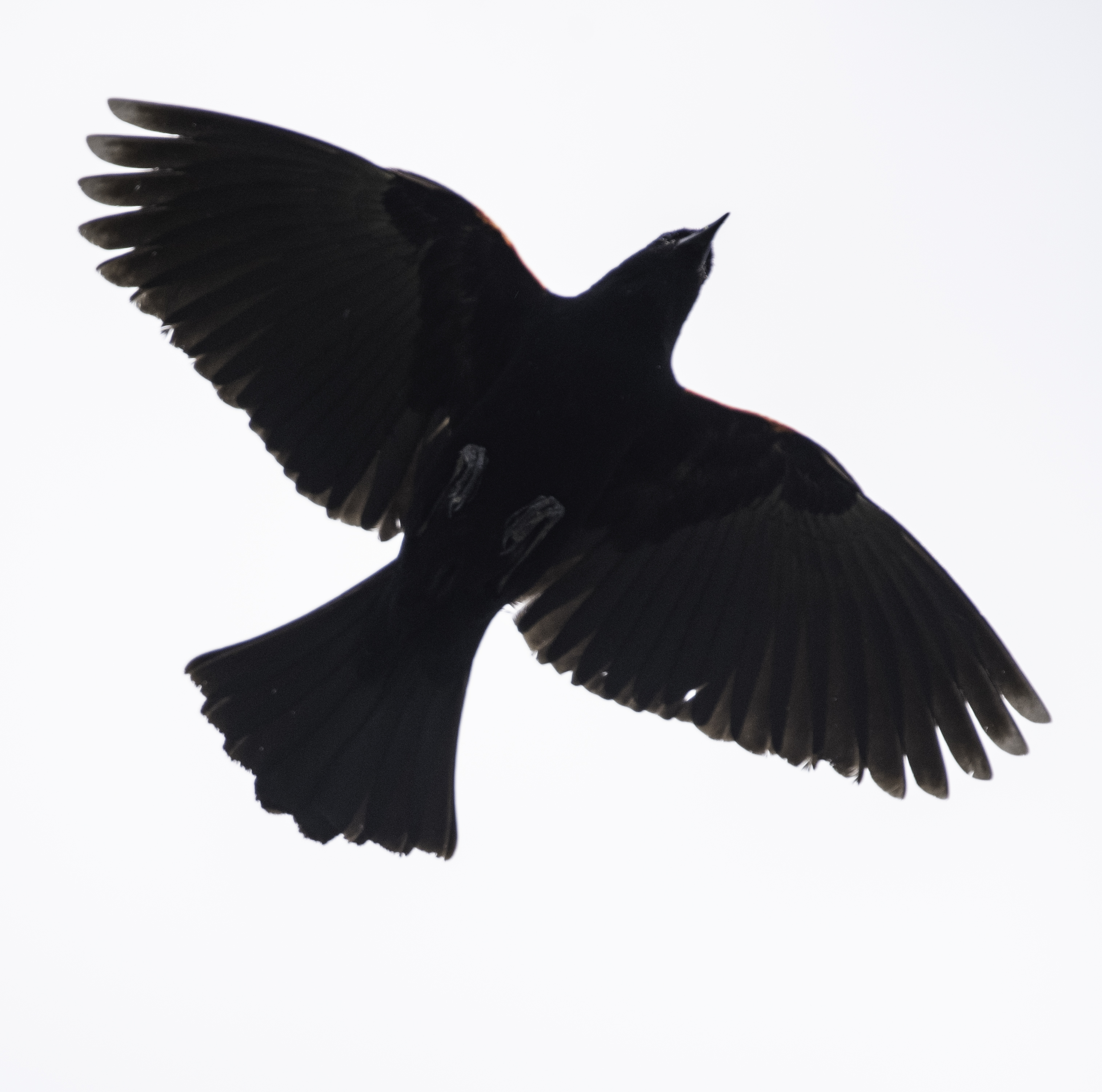 BioVis 2019 pt. 1.5 - Goodfreephotos.com - Black Bird hovering Bottom View