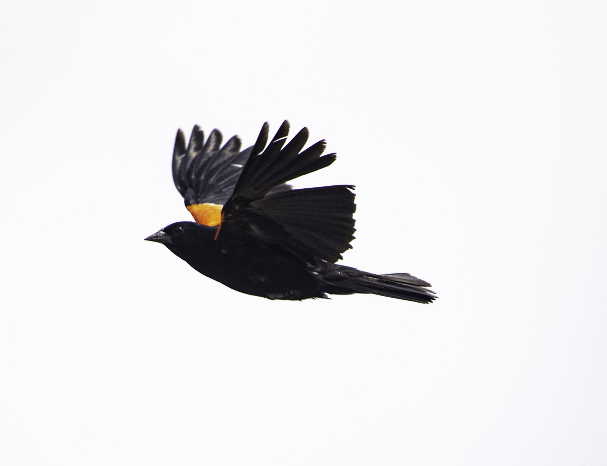 BioVis 2019 pt. 1.5 - Goodfreephotos.com - Black Bird fullflight Side View